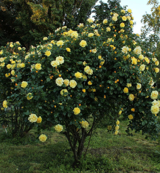 Růže sadová ´LICHTKÖNIGIN LUCIA®´ *** ADR, Kordes 1966, 30-40 cm, kont. 2 l 