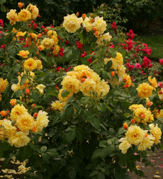 Růže sadová ´POSTILION®´ *** Kordes 1998, 70-80 cm, kont. 2 l 