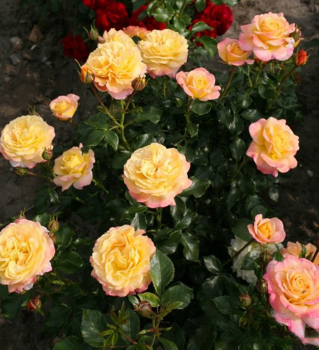 Re mnohokvt ROSE DER HOFFNUNG *** Kordes 2011, kont. 2 l