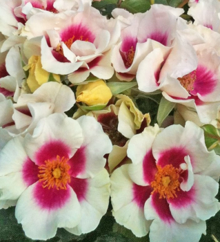Růže mnohokvětá ´SEE YOU IN PURPLE®´ Kordes 2018, 20-30 cm, kont. 2 l
