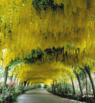 �t�d�enec odvisl�, 40-50 cm, kont. 2 l