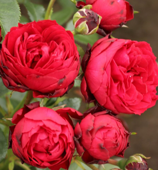 R��e stromkov� �TILL EULENSPIEGEL�� * Kordes 2017, na kmienku 80 cm, kont. 5 l