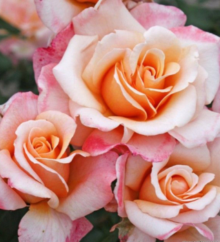 Růže velkokvětá keřová ´OH HAPPY DAY®´ * ADR, Kordes 2015, kont. 2 l
