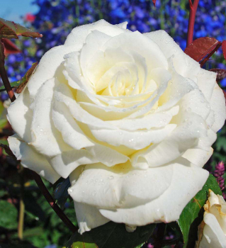 Růže velkokvětá keřová ´MEMOIRE®´ **, 20-30 cm,  kont. 2 l