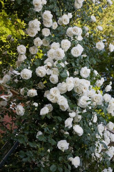 Re pnouc WHITE NEW DAWN ** , kont. 1,6 l