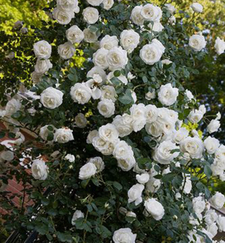 Re pnouc WHITE NEW DAWN ** , kont. 1,6 l
