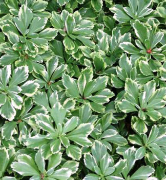 Tlustonitnk klasnat VARIEGATA, kont. 1 l