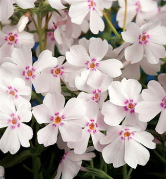 Flox dlovit AMAZING GRACE kont. 0,5 l