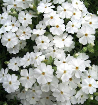 Flox dlovit MAISCHNEE kont. 0,5 l