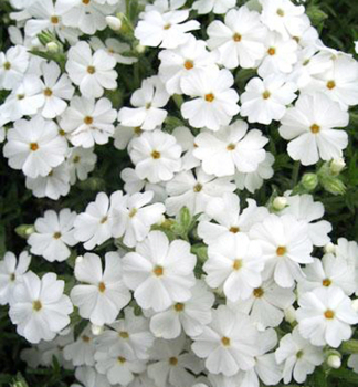 Flox dlovit MAISCHNEE kont. 0,5 l