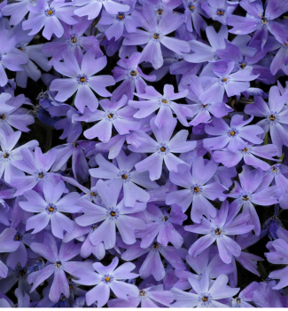 Flox dlovit OAKINGTON BLUE EYES, kont. 0,5 l