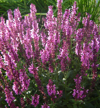alvj hajn PINK BEAUTY kont. 0,5 l