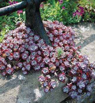 Rozchodnk skaln PURPUREUM kont. 0,5 l