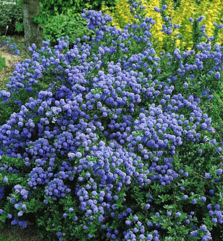 Zpododr (Latnatec) BLUE MOUND 10-15 cm, kont. 1,4 l