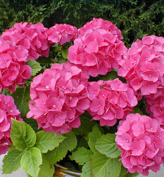 Hortenzie velkolist BOUQUET ROSE 15-20 cm, kont. 2,5 l