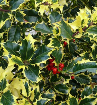 Cezm�na ostrolist� �MADAME BRIOT� 30-40 cm, kont. 2,5 l