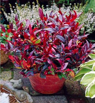 Leukotoe SCARLETTA (Zeblid) 20-30 cm, kont. 2 l