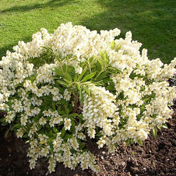 Pieris japonsk PURITY 20-30 cm, kont. 2,5 l