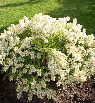 Pieris japonsk PURITY 20-30 cm, kont. 2,5 l