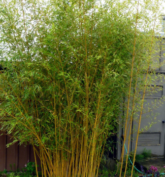 Bambus (Phyllostachys bissetii) 100-110 cm, kont. 2 l