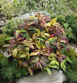 Leukote Walterova RAINBOW 20-30 cm, kont. 2,5 l