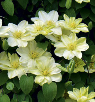 Plamnek velkokvt GUERSEY CREAM30-40 cm, kont. 2 l, vyvzan