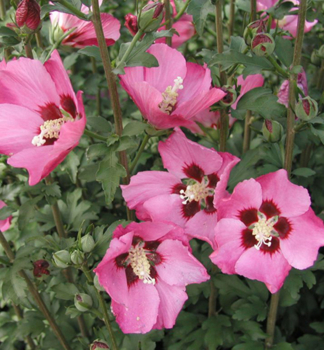 Ibiek syrsk PINK GIANT 50-60 cm, kont. 2,5 l