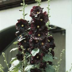 Obrzok (2)