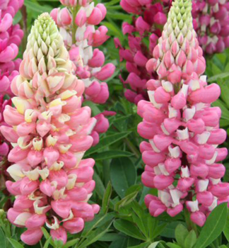 Lupina hybridn LUPINI PINK SHADES, kont. 0,5 l