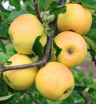 Jablo HELIODOR podn. M26, prostok.