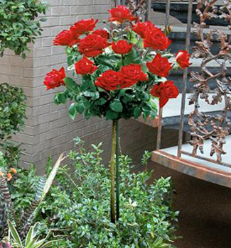 Růže stromková ´AIDA´ , na kmínku 100 cm, zemní bal