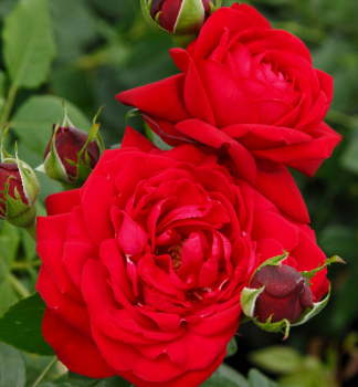 Růže velkokvětá keřová ´TIAMO®´ ** Kordes 2018, 30-40 cm, kont. 2 l