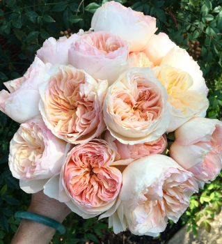 Re mnohokvt GARDEN OF ROSES * ADR, Kordes 2006, kont. 2 l