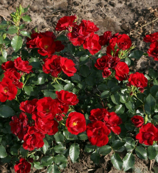 Růže půdopokryvná ´MARONDO®´ * Kordes 2017, 30-40 cm, kont. 2 l