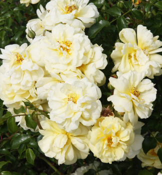 Re pdopokryvn SUNNY ROSE * ADR, Kordes 2001, kont. 2 l