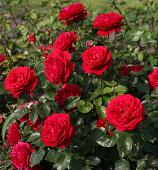 Růže mnohokvětá ´BORDEAUX®´ *** Kordes 2014, 50-60 cm, kont. 2 l