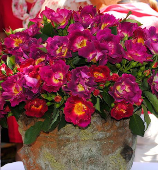 R��e stromkov� �WEG DER SINNE�� * ADR, Kordes 2013, na km�nku 80 cm, kont. 5 l