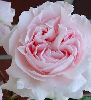 Růže mnohokvětá extra voňavá ´CONSTANZE MOZART®´ ***** Kordes 2012, 50-60 cm, kont. 2 l