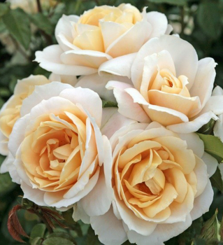 Re mnohokvt LIONS-ROSE ** ADR, Kordes 2002, kont. 2 l 