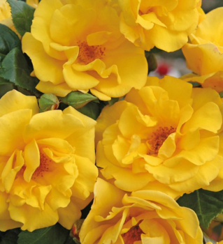 Růže mnohokvětá ´SUNSHINE®´ ** Kordes 2012, 40-50 cm, kont. 2 l