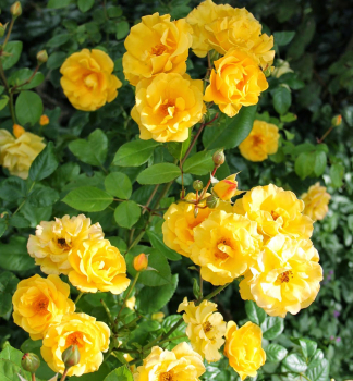 Růže mnohokvětá ´SUNSHINE®´ ** Kordes 2012, kont. 2 l