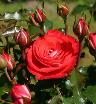 Růže mnohokvětá ´PLANTEN UN BLOMEN®´* Kordes 2008 ADR, 50-60 cm, kont. 2l