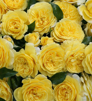 Růže mnohokvětá ´SOLERO®´ * ADR, Kordes 2009, 50-60 cm, kont. 2 l