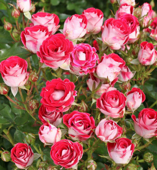 Růže mnohokvětá ´MARIE ROTTROVÁ®´ * ADR, Kordes 2011, 20-30 cm, kont. 2 l