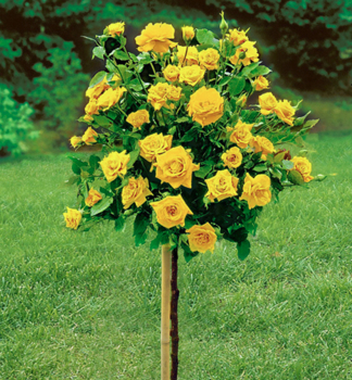 Stromková růže ´GOLDEN PARFUM´ na kmínku 100 cm, zemní bal