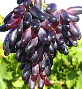 Vinn rva stoln SOUVENIR 20-30 cm, kont. 3 l