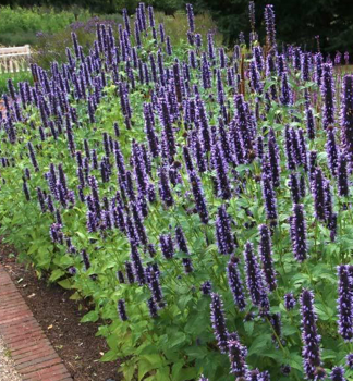 Agastache hybridn BLACK ADDER kont. 0,5 l