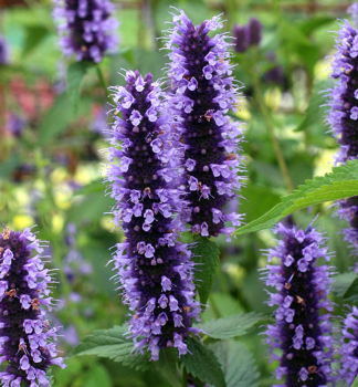 Agastache hybridn BLACK ADDER kont. 0,5 l