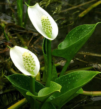 ��bl�k bahenn�, kont. 0,5 l