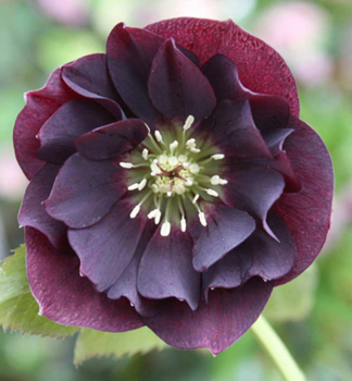 emeice vchodn DOUBLE ELLEN PURPLE 20-30 cm, kont. 3 l